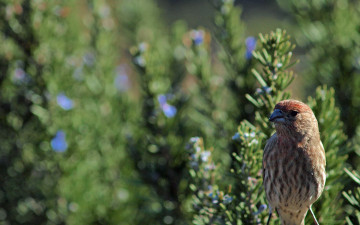 Картинка животные воробьи воробей