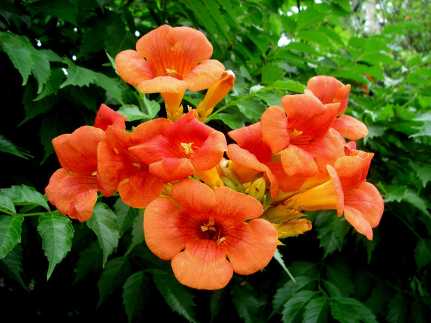 Обои картинки фото цветы, кампсис, текома, лепестки