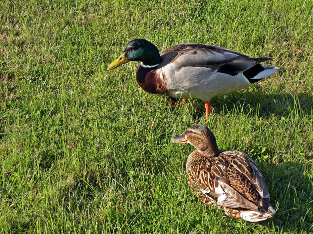 Обои картинки фото животные, утки