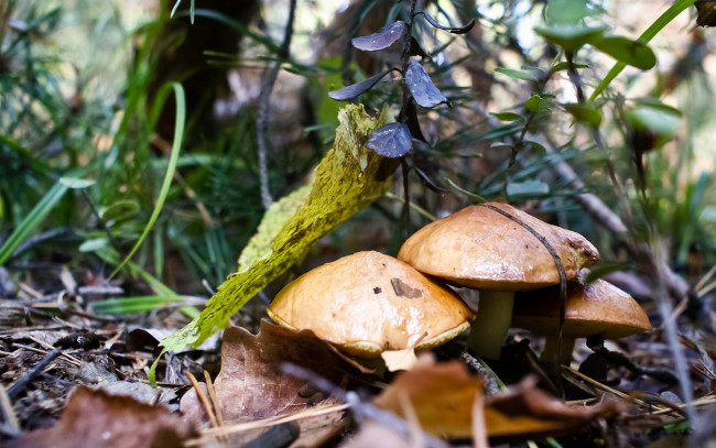 Обои картинки фото природа, грибы, деревья, трава, лес