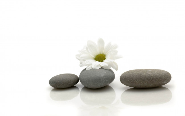 Обои картинки фото разное, ракушки, кораллы, декоративные, spa, камни, ромашка