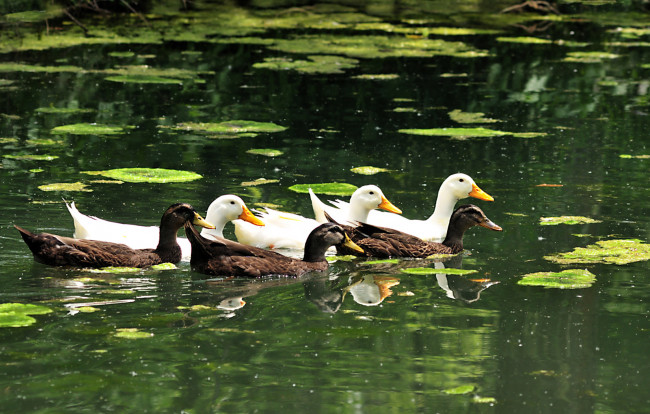 Обои картинки фото животные, утки, вода