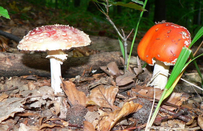 Обои картинки фото природа, грибы, мухомор, трава, листья, мухоморы