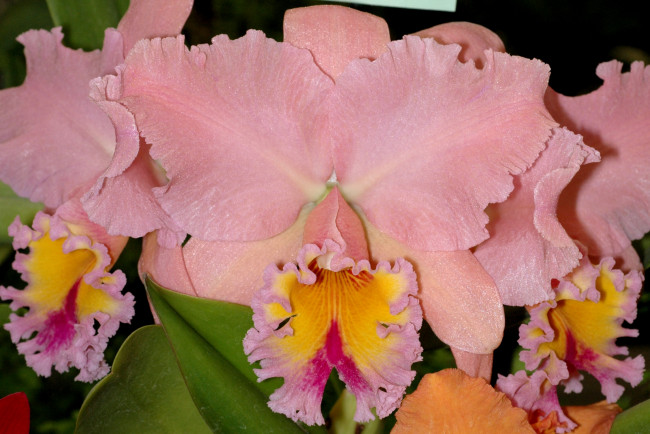 Обои картинки фото цветы, орхидеи, экзотика, розовый