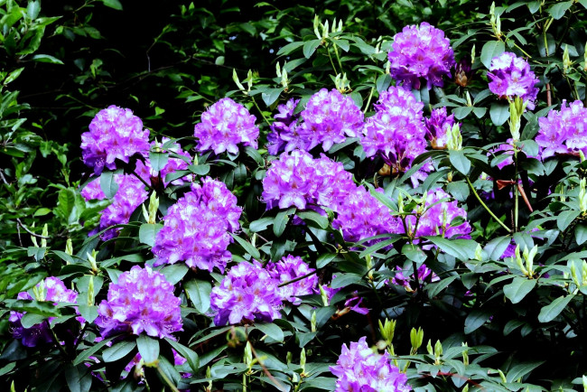 Обои картинки фото цветы, рододендроны, азалии, лиловый, куст