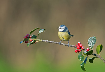 Картинка животные синицы лазоревки синичка