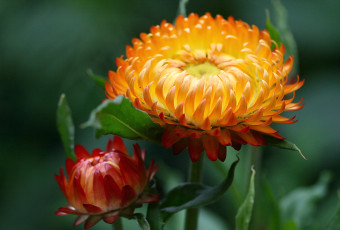 обоя цветы, бессмертник, желтый