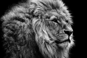 Картинка животные львы царь