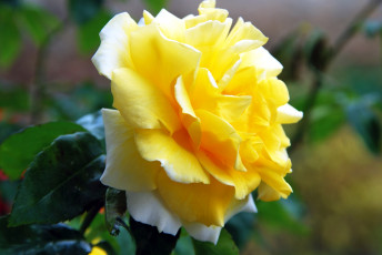 Картинка цветы розы желтый