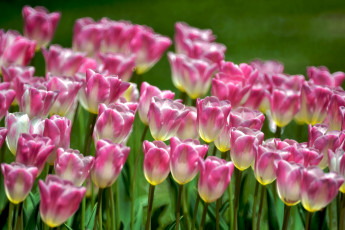 Картинка цветы тюльпаны пестрый