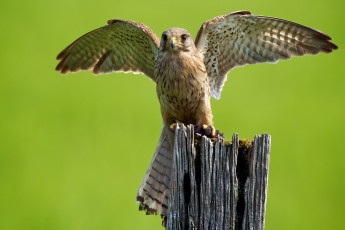 Картинка животные птицы хищники крылья