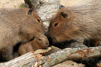 Картинка животные капибары семья