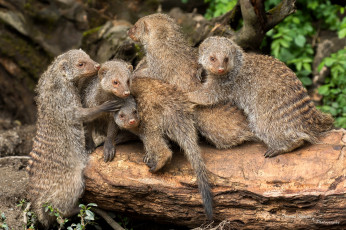 Картинка животные мангусты семейка