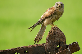 Картинка животные птицы хищники железо