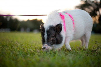 Картинка животные свиньи кабаны поводок прогулка