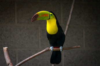 Картинка животные туканы птица