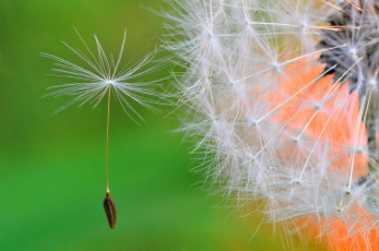 Картинка цветы одуванчики одуван макро парашютик