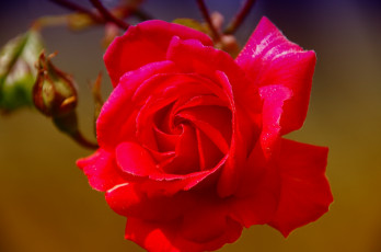 Картинка цветы розы макро