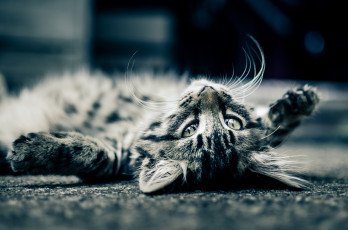 Картинка животные коты котейка балдеж