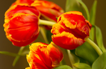 Картинка цветы тюльпаны макро бутоны