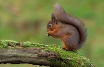 Картинка животные белки зверек хвост