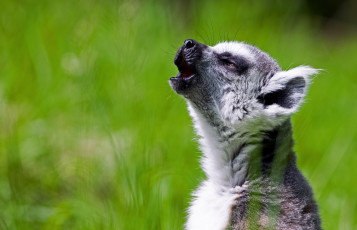 Картинка животные лемуры певец