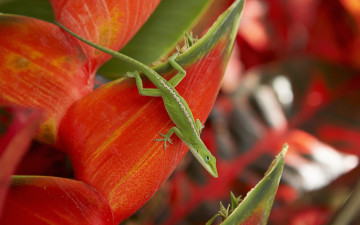 Картинка животные Ящерицы игуаны вараны листья ящерица