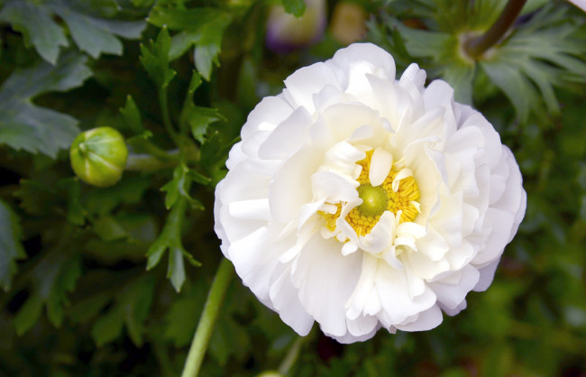 Обои картинки фото цветы, ранункулюс, азиатский, лютик, белый