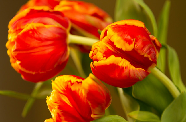 Обои картинки фото цветы, тюльпаны, макро, бутоны