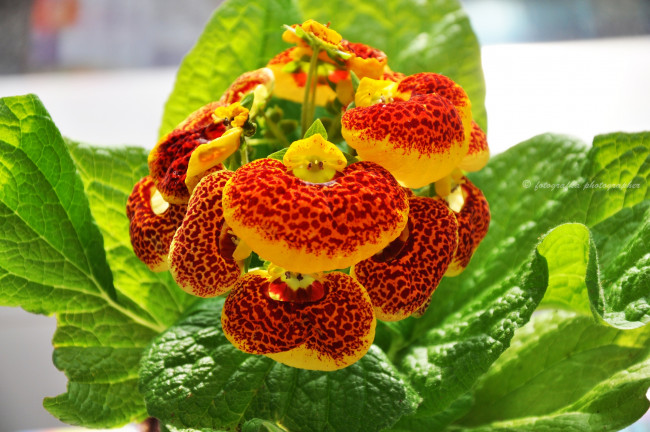 Обои картинки фото цветы, кальцеолярия, венерины, башмачки