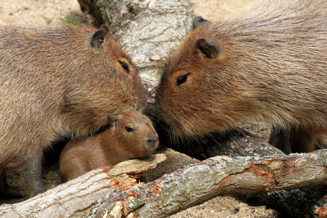 Обои картинки фото животные, капибары, семья