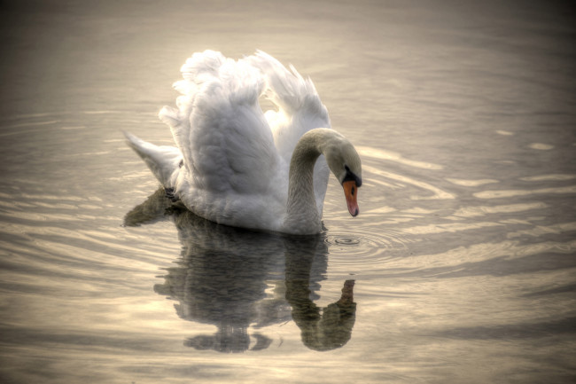 Обои картинки фото животные, лебеди, вода, шипун