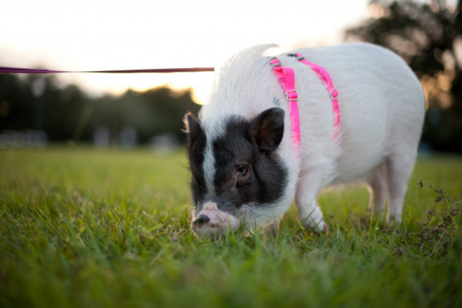 Обои картинки фото животные, свиньи, кабаны, поводок, прогулка