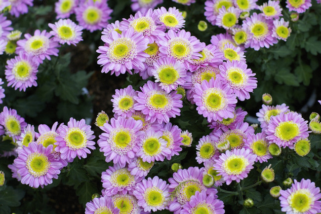 Обои картинки фото цветы, хризантемы, розовый, много