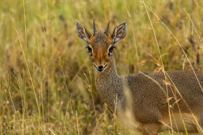 Обои картинки фото животные, антилопы, глаза, антилопа, дик-дик