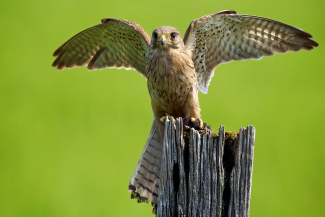 Обои картинки фото животные, птицы, хищники, крылья