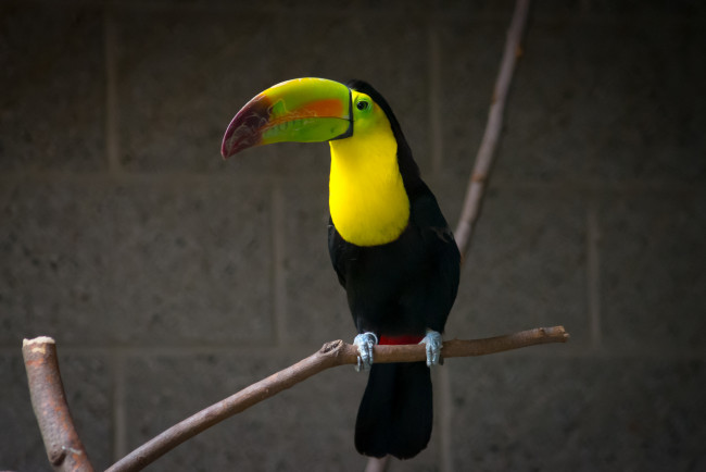 Обои картинки фото животные, туканы, птица