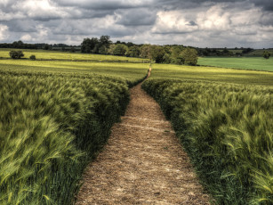 Картинка природа дороги грунтовка рожь поле