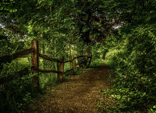 Картинка природа дороги тропинка лес