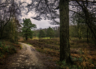 Картинка природа дороги тропа лес