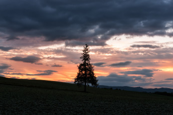 Картинка природа деревья облака ель вечер небо