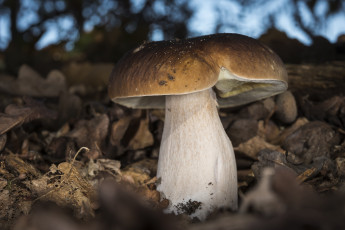 Картинка природа грибы белый