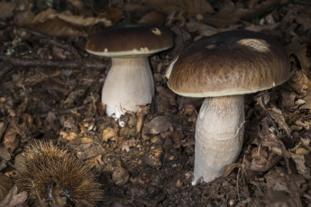 Картинка природа грибы белый