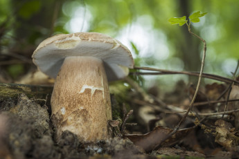 Картинка природа грибы белый