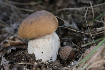 Картинка природа грибы белый