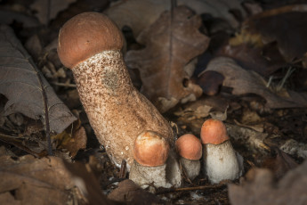 Картинка природа грибы подосиновики