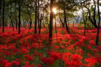 Картинка природа лес деревья солнце цветы