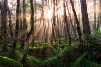 Картинка природа лес лучи деревья