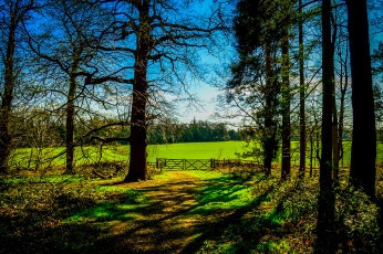 Картинка природа деревья трава лес