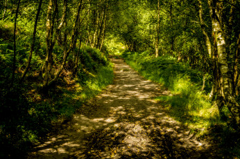 Картинка природа дороги дорога деревья лес